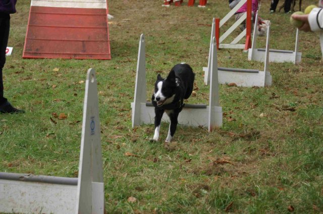 foire-haricots 2011-09-17et18